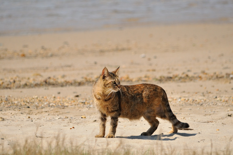 2015 03 21-26 家猫と野良猫_a0143491_2321518.jpg