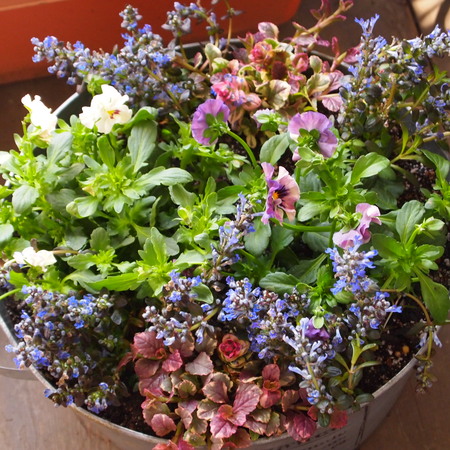 早春の寄せ植えにぴったりのアジュガ_a0292194_20345231.jpg