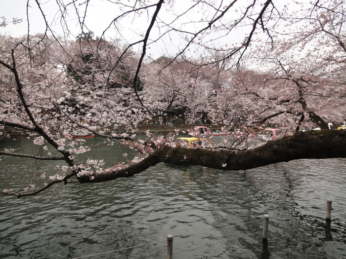 お花見「井の頭公園」2015年の場合（番外編）_a0164296_22543323.jpg