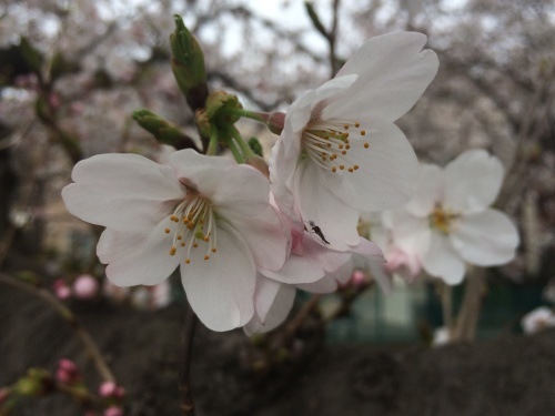 「桜祭り&#127800;」_f0201297_13334016.jpg