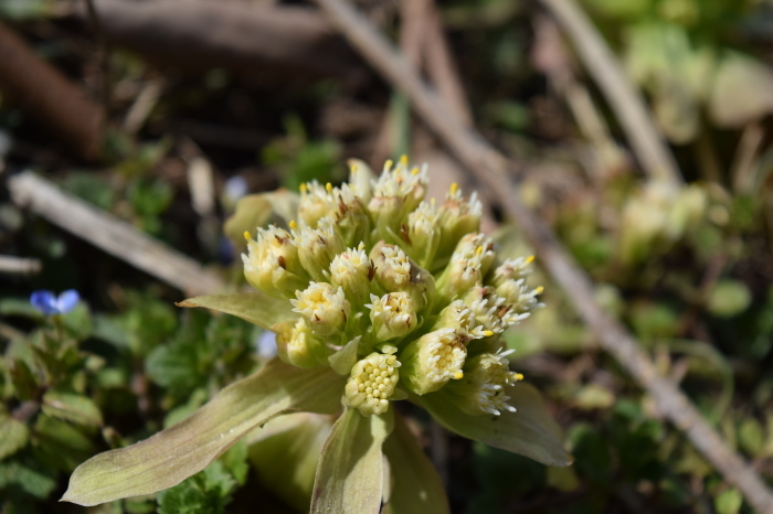 フチグロトゲとタニガワモクメ part2_c0208898_15061351.jpg