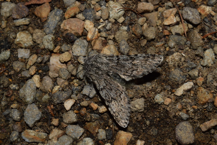 フチグロトゲとタニガワモクメ part2_c0208898_15110252.jpg