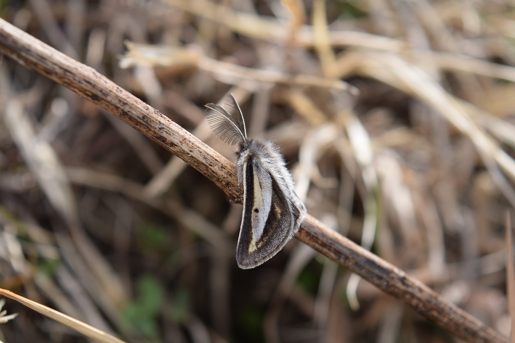 フチグロトゲとタニガワモクメ part2_c0208898_15170702.jpg