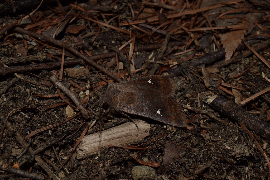 フチグロトゲとタニガワモクメ part2_c0208898_15203003.jpg