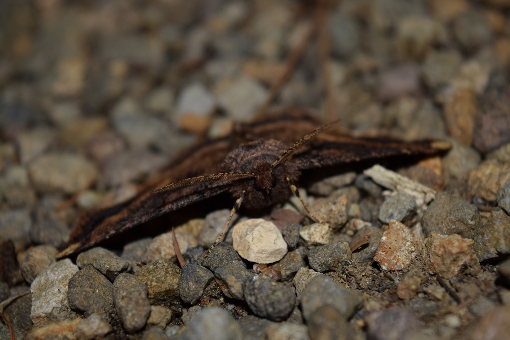 フチグロトゲとタニガワモクメ part2_c0208898_15251225.jpg