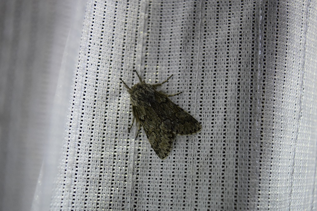 フチグロトゲとタニガワモクメ part2_c0208898_15252972.jpg