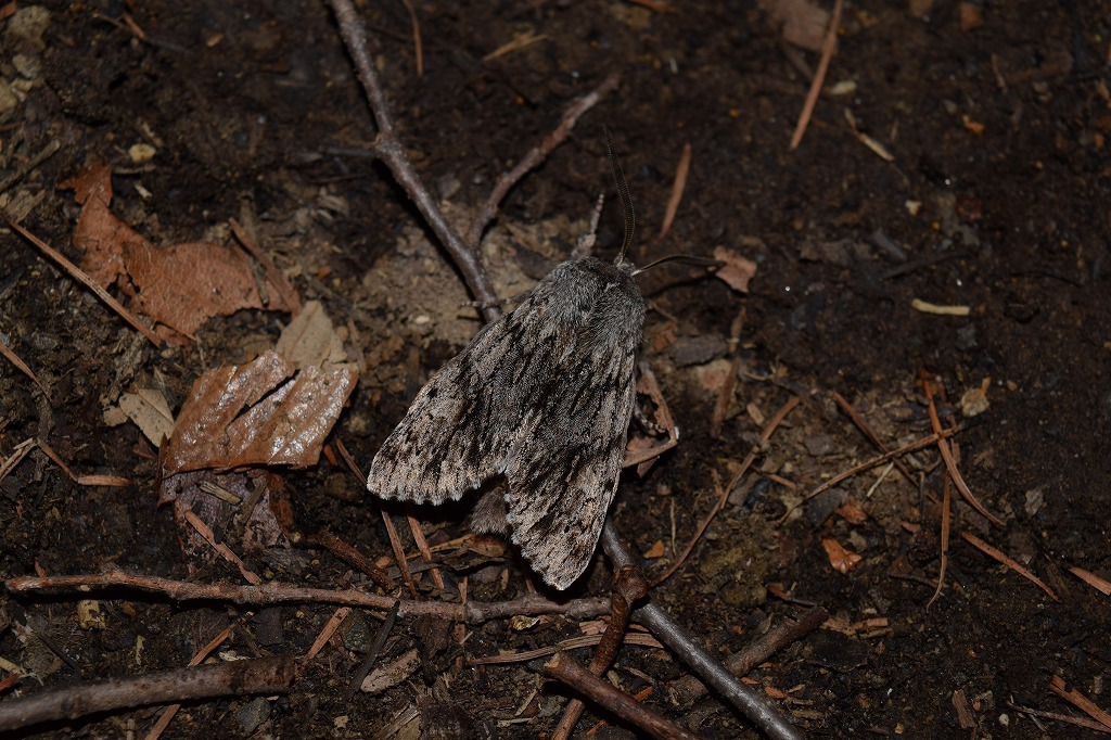 フチグロトゲとタニガワモクメ part2_c0208898_15293846.jpg