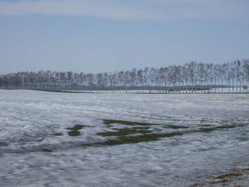 雪どけの進む農村風景～すこしうねった畑にシラカバ防風林～_f0276498_16091528.jpg