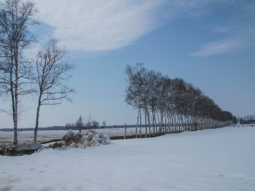 雪どけの進む農村風景～すこしうねった畑にシラカバ防風林～_f0276498_16093616.jpg