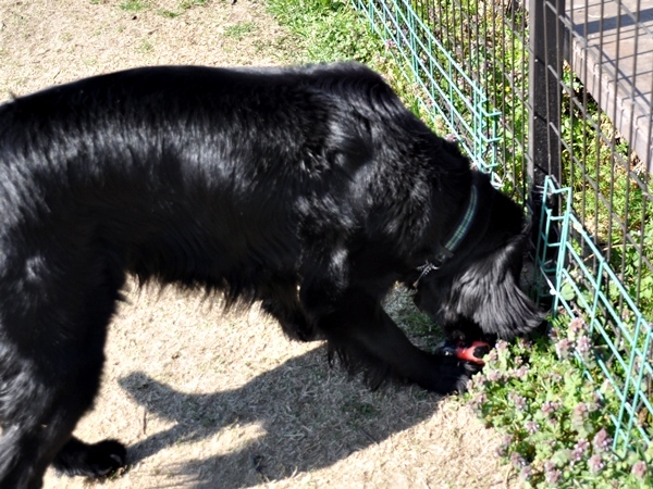 ラン♪ ラン♪ ラン♪_f0176499_14102379.jpg