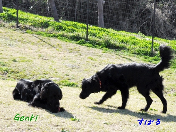 ラン♪ ラン♪ ラン♪_f0176499_14120405.jpg