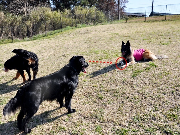 ラン♪ ラン♪ ラン♪_f0176499_14161513.jpg