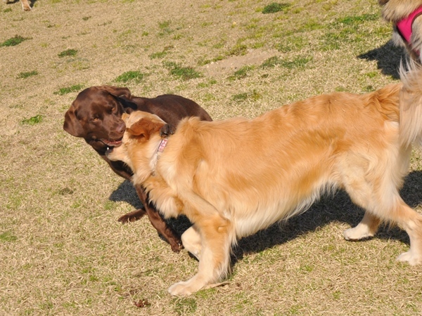 ラン♪ ラン♪ ラン♪_f0176499_14292223.jpg