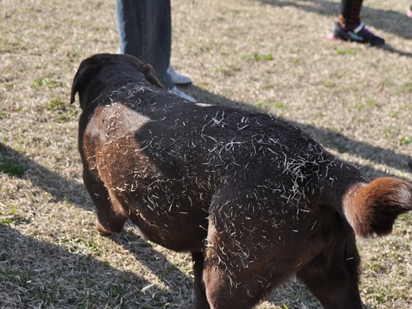 ラン♪ ラン♪ ラン♪_f0176499_14335606.jpg