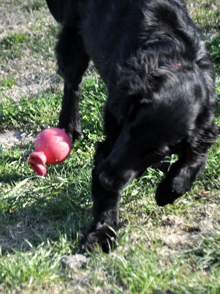 ラン♪ ラン♪ ラン♪_f0176499_14343178.jpg