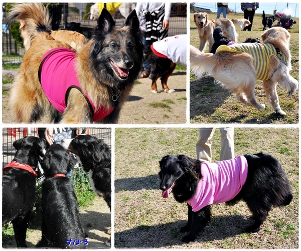 ラン♪ ラン♪ ラン♪_f0176499_14405590.jpg