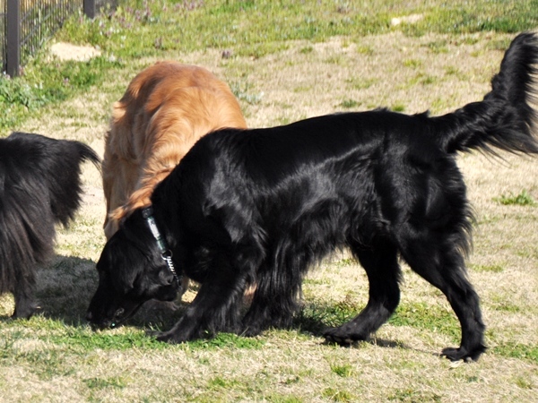 ラン♪ ラン♪ ラン♪_f0176499_14413478.jpg