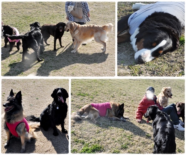 ラン♪ ラン♪ ラン♪_f0176499_14452107.jpg