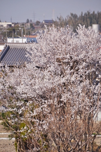 ラン♪ ラン♪ ラン♪_f0176499_14551442.jpg