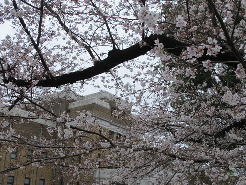 恩賜上野公園の満開の桜・・・２_c0075701_23145595.jpg