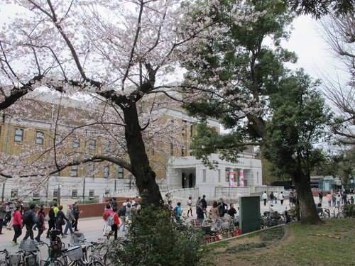 恩賜上野公園の満開の桜、３月２９日（春分・次候）桜始めて開く・・・１_c0075701_2322675.jpg