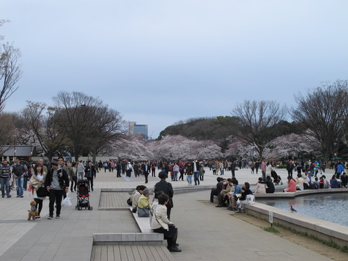 恩賜上野公園の満開の桜・・・３_c0075701_23331155.jpg