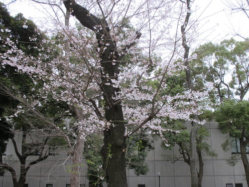 恩賜上野公園の満開の桜、３月２９日（春分・次候）桜始めて開く・・・４_c0075701_23445336.jpg