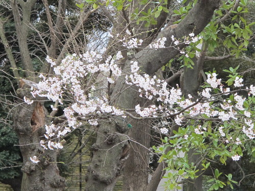 恩賜上野公園の満開の桜、３月２９日（春分・次候）桜始めて開く・・・４_c0075701_23452558.jpg