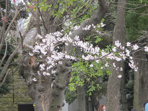 恩賜上野公園の満開の桜、３月２９日（春分・次候）桜始めて開く・・・４_c0075701_2345321.jpg