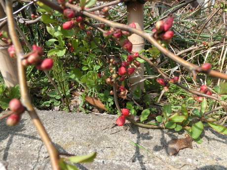 a0203003_20472094.jpg