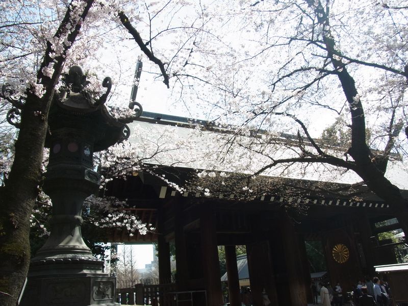 靖国の桜_a0246407_6161440.jpg