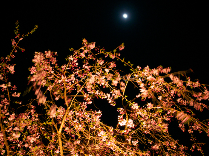 夜桜_d0138811_22063681.jpg
