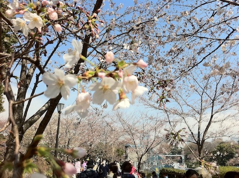 桜と椿_c0016913_19453673.jpg