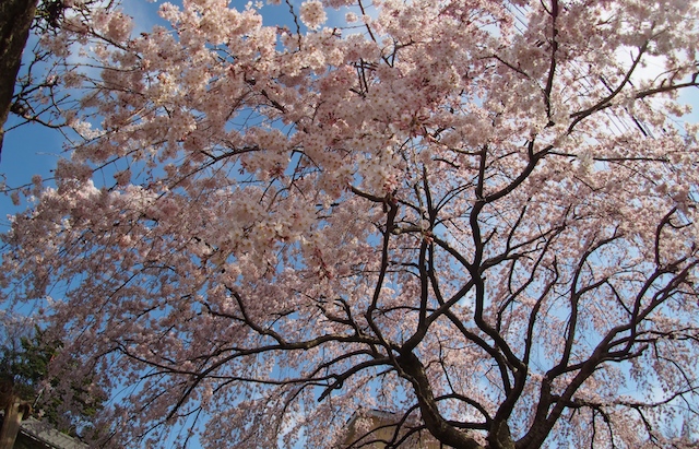 一本の枝垂れ桜_c0248013_22242649.jpg