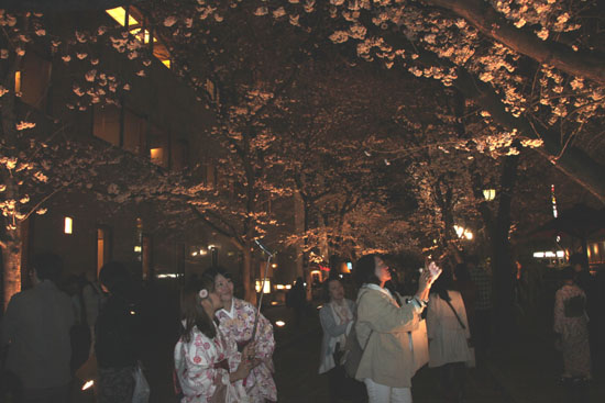 祇園白川夜桜 2015桜たより9_e0048413_2134188.jpg