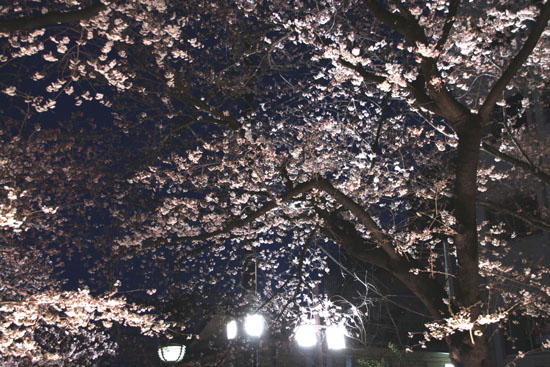 祇園白川夜桜 2015桜たより9_e0048413_21342692.jpg