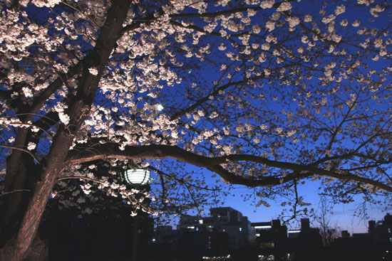 祇園白川夜桜 2015桜たより9_e0048413_2134419.jpg