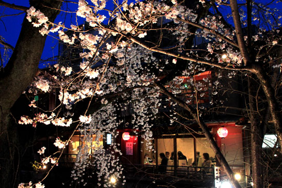 祇園白川夜桜 2015桜たより9_e0048413_21344663.jpg