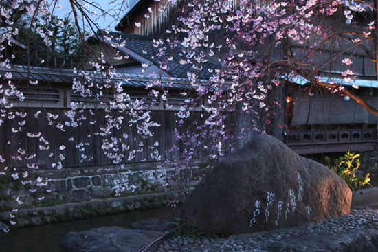 祇園白川夜桜 2015桜たより9_e0048413_2135153.jpg