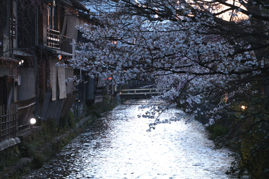 祇園白川夜桜 2015桜たより9_e0048413_21353050.jpg