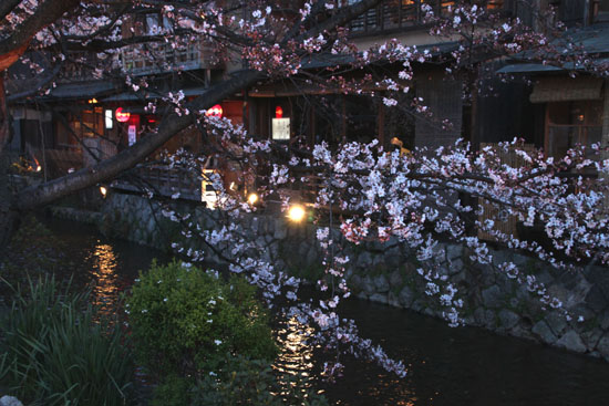 祇園白川夜桜 2015桜たより9_e0048413_2135680.jpg