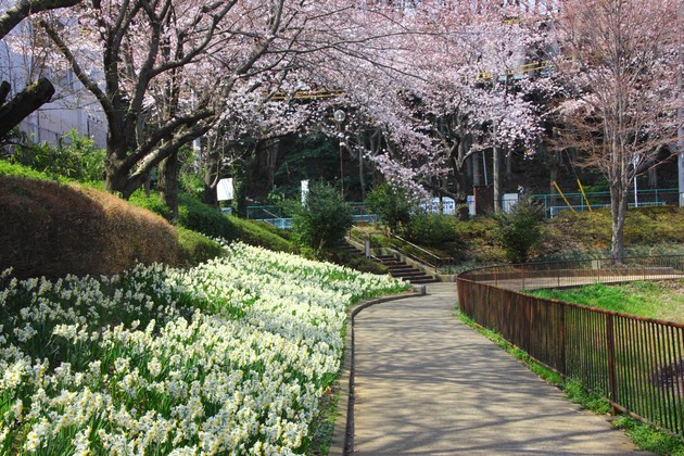 桜と水仙とカワセミ_c0047115_233329.jpg