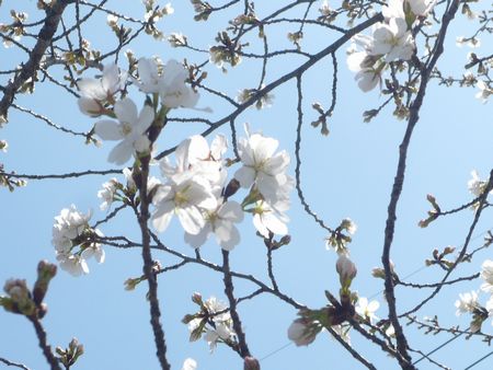 お花見弁当_c0170520_12384.jpg