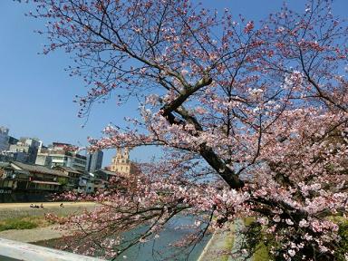 京都の桜_c0204121_239064.jpg