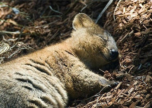 今クアッカワラビーが熱い 世界一幸せな動物 癒し画像 動画