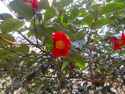 f0193521_14473293.jpg