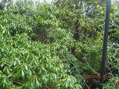 f0193521_1523519.jpg