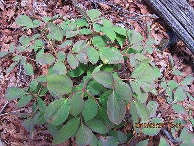 f0193521_1546790.jpg