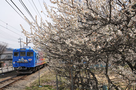  ３月の１枚は梅と富士急行線・・・_b0199522_6192795.jpg