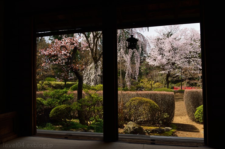 川越大師 喜多院 ～家光公お手植桜～_d0319222_10423894.jpg